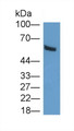 Western Blot; Sample: Mouse Cerebrum lysate; Primary Ab: 3μg/ml Rabbit Anti-Human CTBP1 Antibody; Second Ab: 0.2µg/mL HRP-Linked Caprine Anti-Rabbit IgG Polyclonal Antibody;