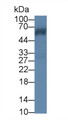 Western Blot; Sample: Mouse Cerebrum lysate; Primary Ab: 1µg/ml Rabbit Anti-Human CROP Antibody Second Ab: 0.2µg/mL HRP-Linked Caprine Anti-Rabbit IgG Polyclonal Antibody