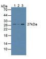 Western Blot; Sample: Lane1: Mouse Testis Tissue; Lane2: Rat Prostate Gland Tissue; Lane3: Rat Testis Tissue.