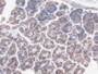 DAB staining on IHC-P; Samples: Mouse Stomach Tissue.