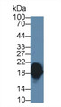 Western Blot; Sample: Mouse Cerebrum lysate; Primary Ab: 1µg/ml Rabbit Anti-Human CPLX1 Antibody Second Ab: 0.2µg/mL HRP-Linked Caprine Anti-Rabbit IgG Polyclonal Antibody