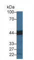 Western Blot; Sample: Mouse Lymph node lysate; Primary Ab: 3µg/ml Rabbit Anti-Mouse CPA3 Antibody Second Ab: 0.2µg/mL HRP-Linked Caprine Anti-Rabbit IgG Polyclonal Antibody