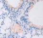 Carboxypeptidase A3 (Cpa3) Polyclonal Antibody, Cat#CAU24334