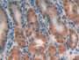 DAB staining on IHC-P; Samples: Human Stomach Tissue;  Primary Ab: 20µg/ml Rabbit Anti-Human CLIC1 A