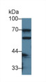 Western Blot; Sample: Mouse Small intestine lysate; Primary Ab: 2µg/ml Rabbit Anti-Mouse CES1 Antibody Second Ab: 0.2µg/mL HRP-Linked Caprine Anti-Rabbit IgG Polyclonal Antibody