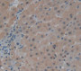 Used in DAB staining on fromalin fixed paraffin- embedded liver tissue