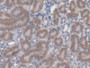 DAB staining on IHC-P; Samples: Mouse Kidney Tissue;  Primary Ab: 20µg/ml Rabbit Anti-Mouse CBY1 Ant