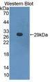 Western Blot; Sample: Recombinant protein.