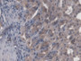 DAB staining on IHC-P; Samples: Mouse Stomach Tissue; Primary Ab: 20µg/ml Rabbit Anti-Mouse CBFb Antibody Second Ab: 2µg/mL HRP-Linked Caprine Anti-Rabbit IgG Polyclonal Antibody