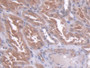 DAB staining on IHC-P; Samples: Human Kidney Tissue