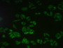 Figure. FITC staining on IHC-P; Samples: Human Hela Cells.