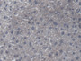 DAB staining on IHC-P; Samples: Mouse Liver Tissue;  Primary Ab: 20µg/ml Rabbit Anti-Mouse CANT1 Ant