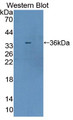 Western Blot; Sample: Recombinant protein.