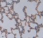 Used in DAB staining on fromalin fixed paraffin- embedded lung tissue