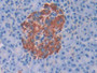 DAB staining on IHC-P; Samples: Human Pancreas Tissue; Primary Ab: 30µg/ml Rabbit Anti-Human BCHE Antibody Second Ab: 2µg/mL HRP-Linked Caprine Anti-Rabbit IgG Polyclonal Antibody