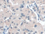 DAB staining on IHC-P; Samples: Human Stomach Tissue; Primary Ab: 20µg/ml Rabbit Anti-Human BANF1 Antibody Second Ab: 2µg/mL HRP-Linked Caprine Anti-Rabbit IgG Polyclonal Antibody