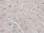 DAB staining on IHC-P; Samples: Mouse Heart Tissue; Primary Ab: 10µg/ml Rabbit Anti-Mouse AGA Antibody Second Ab: 2µg/mL HRP-Linked Caprine Anti-Rabbit IgG Polyclonal Antibody