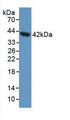 Western Blot; Sample: Human 293T Cells.