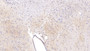 DAB staining on IHC-P; Samples: Rat Cerebrum Tissue; Primary Ab: 20µg/ml Rabbit Anti-Rat APC Antibody Second Ab: 2µg/mL HRP-Linked Caprine Anti-Rabbit IgG Polyclonal Antibody