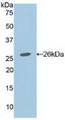 Western Blot; Sample: Recombinant APC, Mouse.