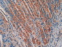 DAB staining on IHC-P; Samples:Mouse Stomach Tissue