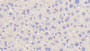 DAB staining on IHC-P; Samples: Mouse Liver Tissue; Primary Ab: 20μg/ml Rabbit Anti-Mouse AT Antibody Second Ab: 2µg/mL HRP-Linked Caprine Anti-Rabbit IgG Polyclonal Antibody