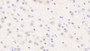 DAB staining on IHC-P; Samples: Mouse Cerebrum Tissue;  Primary Ab: 20μg/ml Rabbit Anti-Mouse AURKC Antibody Second Ab: 2µg/mL HRP-Linked Caprine Anti-Rabbit IgG Polyclonal Antibody 