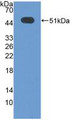 Western Blot; Sample: Recombinant ATF3, Human.