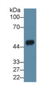 Western Blot; Sample: Mouse Heart lysate; Primary Ab: 2µg/ml Rabbit Anti-Human ASAH1 Antibody Second Ab: 0.2µg/mL HRP-Linked Caprine Anti-Rabbit IgG Polyclonal Antibody