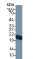 Western Blot; Sample: Mouse Serum; Primary Ab: 1µg/ml Rabbit Anti-Mouse APOM Antibody Second Ab: 0.2µg/mL HRP-Linked Caprine Anti-Rabbit IgG Polyclonal Antibody