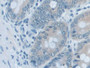 DAB staining on IHC-P; Samples: Rat Large Intestine Tissue