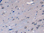 DAB staining on IHC-P; Samples: Human Cerebrum Tissue; Primary Ab: 10µg/ml Rabbit Anti-Human AIP Antibody Second Ab: 2µg/mL HRP-Linked Caprine Anti-Rabbit IgG Polyclonal Antibody