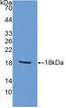 Western Blot; Sample: Recombinant AIF1, Rat.