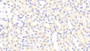 DAB staining on IHC-P; Samples: Mouse Kidney Tissue; Primary Ab: 20μg/ml Rabbit Anti-Mouse AIF1 Antibody Second Ab: 2µg/mL HRP-Linked Caprine Anti-Rabbit IgG Polyclonal Antibody