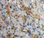 DAB staining on fromalin fixed paraffin-embedded kidney tissue)