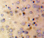 Used in DAB staining on fromalin fixed paraffin-embedded Brain tissue