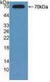 Western Blot ; Sample: Recombinant ADK, Mouse.