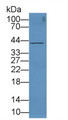 Western Blot; Sample: Human Liver lysate; ; Primary Ab: 3µg/ml Rabbit Anti-Human ADK Antibody; Second Ab: 0.2µg/mL HRP-Linked Caprine Anti-Rabbit IgG Polyclonal Antibody;