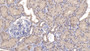 DABstainingonIHC-P.Samples:HumanTissue)