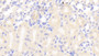 DAB staining on IHC-P; Samples: Mouse Kidney Tissue;  Primary Ab: 20μg/ml Rabbit Anti-Mouse a4GALT Antibody Second Ab: 2µg/mL HRP-Linked Caprine Anti-Rabbit IgG Polyclonal Antibody 