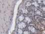 DAB staining on IHC-P; Samples: Mouse Colon Tissue;  Primary Ab: 20µg/ml Rabbit Anti-Mouse ACD Antib