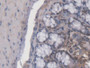 DAB staining on IHC-P; Samples: Mouse Colon Tissue