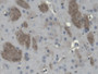 DAB staining on IHC-P; Samples: Mouse Cerebrum Tissue;  Primary Ab: 20µg/ml Rabbit Anti-Mouse CNP An