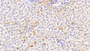 DAB staining on IHC-P; Samples: Rat Liver Tissue; Primary Ab: 20μg/ml Rabbit Anti-Rat HSD11b1 Antibody Second Ab: 2µg/mL HRP-Linked Caprine Anti-Rabbit IgG Polyclonal Antibody