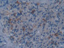 DAB staining on IHC-P; Samples: Mouse Pancreas Tissue;  Primary Ab: 10µg/ml Rabbit Anti-Mouse DISC1 