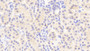 DAB staining on IHC-P; Samples: Human Kidney Tissue;  Primary Ab: 20μg/ml Rabbit Anti-Human TJP1 Antibody Second Ab: 2µg/mL HRP-Linked Caprine Anti-Rabbit IgG Polyclonal Antibody 