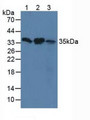 Western Blot; Sample: Lane1: Human Hela Cells; Lane2: Human 293T Cells; Lane3: Human hepG2 Cells.