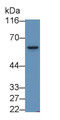 Western Blot; Sample: MCF7 cell lysate; Primary Ab: 0.5µg/ml Rabbit Anti-Human PDPK1 Antibody; Second Ab: 0.2µg/mL HRP-Linked Caprine Anti-Rabbit IgG Polyclonal Antibody;