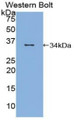 Western Blot; Sample: Recombinant protein.