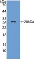 Western Blot; Sample: Recombinant NCL, Mouse.